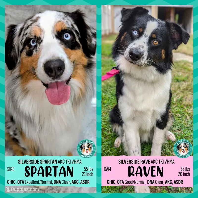 SPARTAN+RAVEN Pups due NOV'26 JOIN THE WAITLIST!! – Australian Shepherd puppy for sale in South Hill, VA