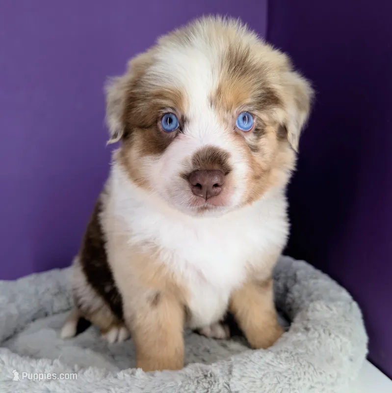 Remi4Boy1- RMM, LONG tail, blue eyes 🤞 CHIC-OFA-DNA-AKC Titled Parents – Australian Shepherd puppy for sale in South Hill, VA