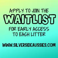 Quinn5Girl2- RMF,LONG tail, blue eyes🤞CHIC-OFA-DNA-AKC Titled Parents, a female Australian Shepherd for sale in South Hill, VA – 4 of 9