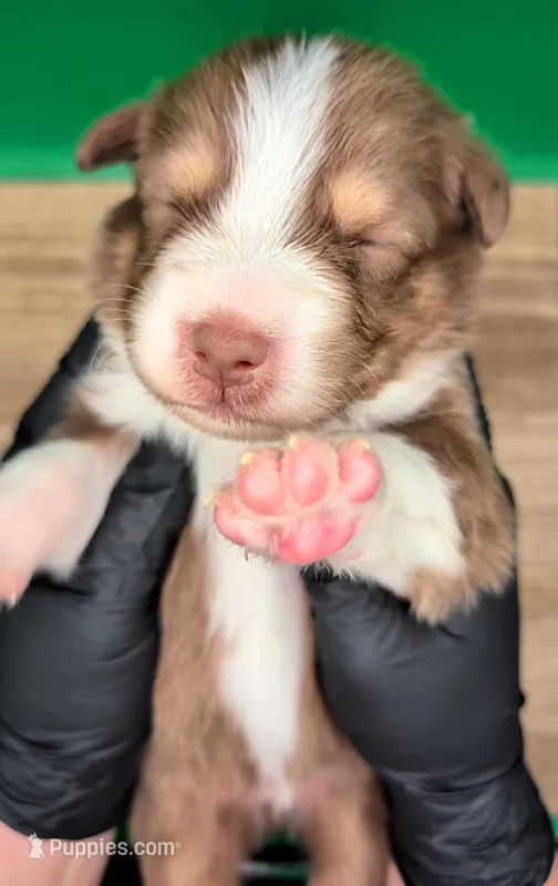 Jasmine3Boy4 RTM+NBT+Blue Eyes🤞 CHIC-OFAs-DNA-AKC titled – Australian Shepherd puppy for sale in South Hill, VA