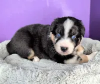 Raven3Girl2- BTM, LONG Tail, OFAs, genetics, blue eyes likely, a female Australian Shepherd for sale in South Hill, VA – 4 of 9