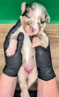 Jasmine3Girl1 BMF+LongTail+Blue Eyes🤞 CHIC-OFAs-DNA-AKC titled, a female Australian Shepherd for sale in South Hill, VA – 9 of 10