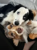 GRACE(Pepper1Girl2) and OSCAR, a female Australian Shepherd for sale in South Hill, VA – 10 of 10