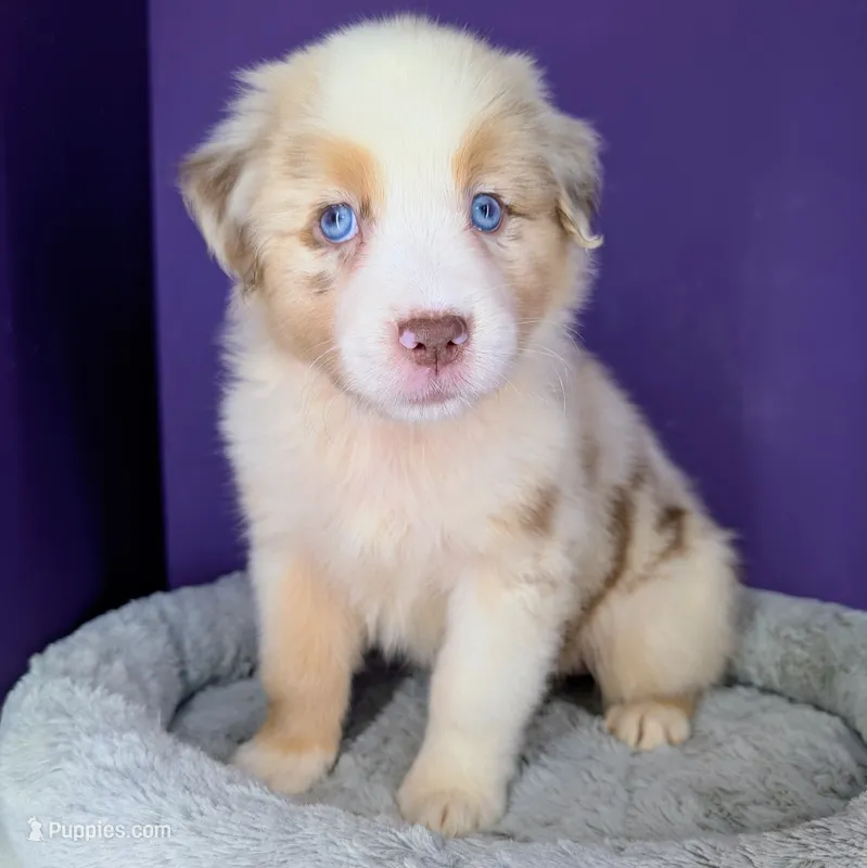 Jasmine3Girl2 RMF+NBT+Blue Eyes🤞 CHIC-OFAs-DNA-AKC titled – Australian Shepherd puppy for sale in South Hill, VA