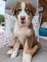 Jasmine3Boy5 RTM+NBT+Blue Eye CHIC-OFAs-DNA-AKC titled parents, a male Australian Shepherd for sale in South Hill, VA – 1 of 10