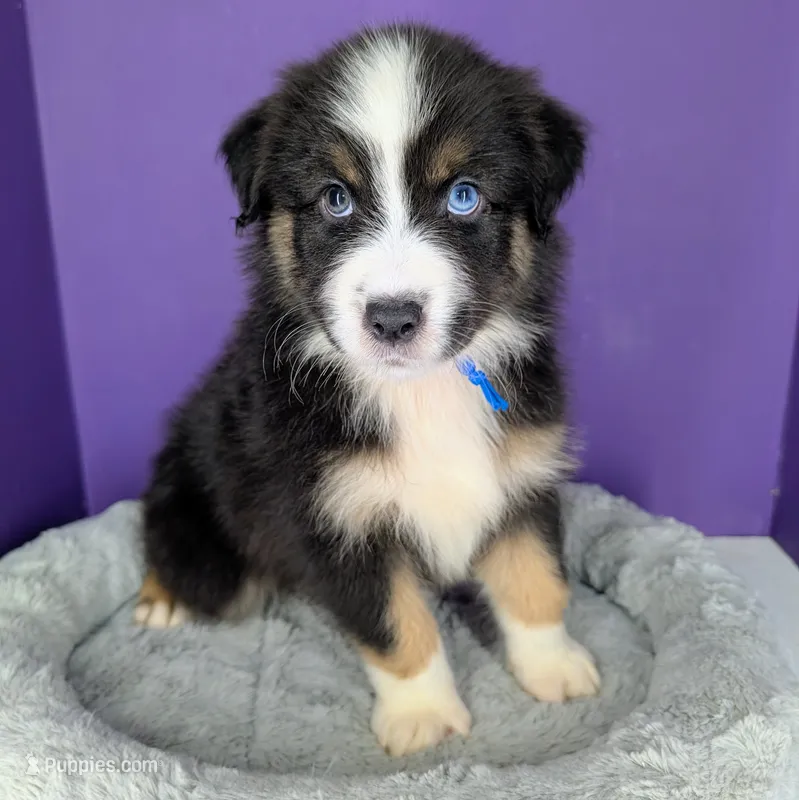 Jasmine3Boy6 BTM+LongTail+BlueEyes🤞 CHIC-OFAs-DNA-AKC titled parents – Australian Shepherd puppy for sale in South Hill, VA