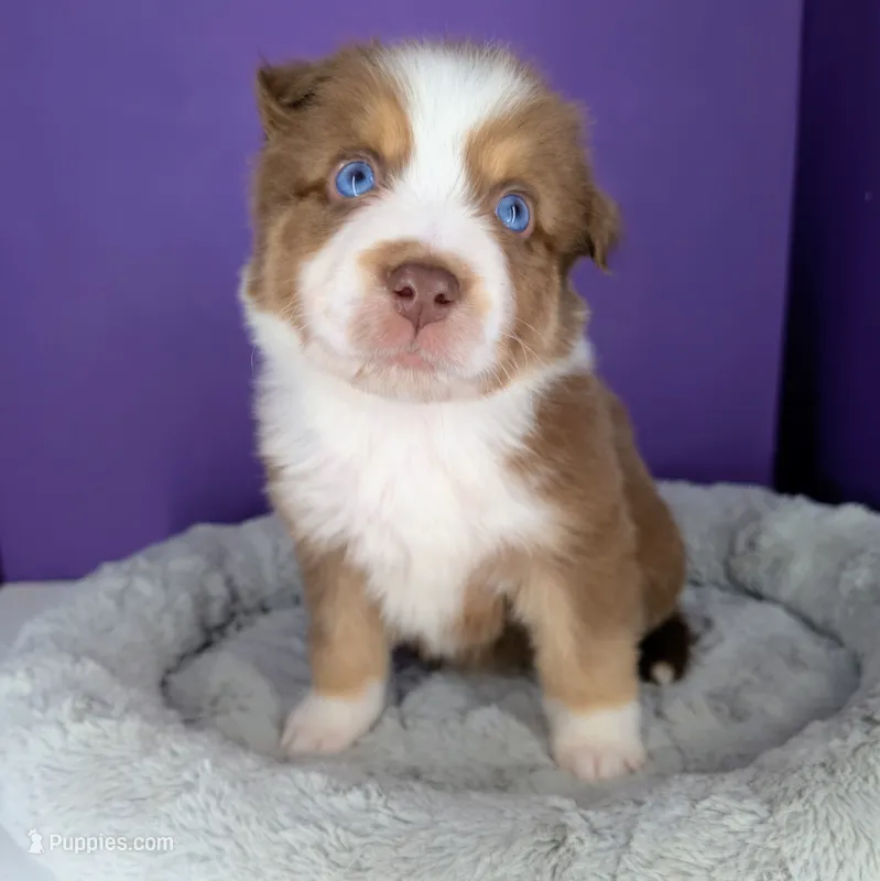 Remi4Boy3- RTM, LONG tail, blue eyes 🤞 CHIC-OFA-DNA-AKC Titled Parents – Australian Shepherd puppy for sale in South Hill, VA