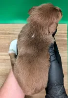 Jasmine3Boy2 RTM+LongTail+Blue Eyes🤞 CHIC-OFAs-DNA-AKC titled, a male Australian Shepherd for sale in South Hill, VA – 10 of 10