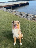GRACE(Pepper1Girl2) and OSCAR, a female Australian Shepherd for sale in South Hill, VA – 7 of 10