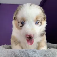 Raven3Girl4- RMF, LONG Tail, OFAs, genetics, blue eyes likely, a female Australian Shepherd for sale in South Hill, VA – 9 of 10
