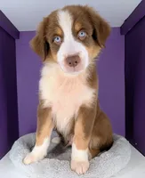 Jasmine3Boy5 RTM+NBT+Blue Eye CHIC-OFAs-DNA-AKC titled parents, a male Australian Shepherd for sale in South Hill, VA – 4 of 10