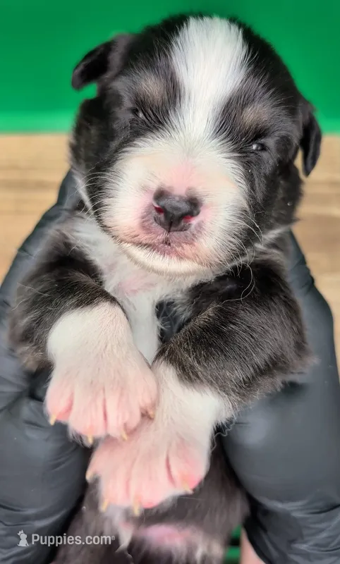 Jasmine3Boy6 BTM+LongTail+BlueEyes🤞 CHIC-OFAs-DNA-AKC titled parents – Australian Shepherd puppy for sale in South Hill, VA