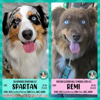 JASMINE + SPARTAN Pups due 6/22/26 JOIN THE WAITLIST!!, a  Australian Shepherd for sale in South Hill, VA – 4 of 10