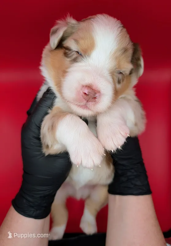 Quinn5Boy1- RMM,NBT, blue eyes likely, CHIC-OFA-DNA-AKC Titled Parents – Australian Shepherd puppy for sale in South Hill, VA