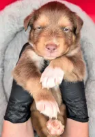 GEORGE (Jasmine3Boy3) RTM+LongTail+Blue Eyes🤞 CHIC-OFAs-DNA-AKC titled, a male Australian Shepherd for sale in South Hill, VA – 2 of 10
