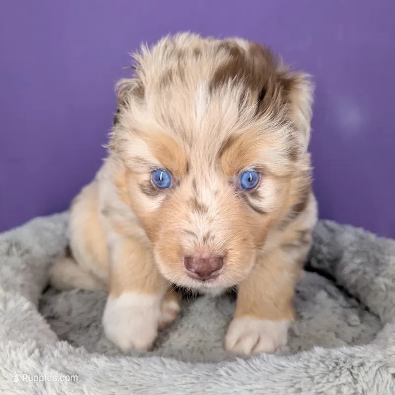 Quinn5Girl1- RMF,LONG tail, blue eyes🤞CHIC-OFA-DNA-AKC Titled Parents – Australian Shepherd puppy for sale in South Hill, VA