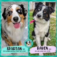 Raven3Girl2- BTM, LONG Tail, OFAs, genetics, blue eyes likely, a female Australian Shepherd for sale in South Hill, VA – 5 of 9