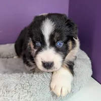 Raven3Girl2- BTM, LONG Tail, OFAs, genetics, blue eyes likely, a female Australian Shepherd for sale in South Hill, VA – 9 of 9