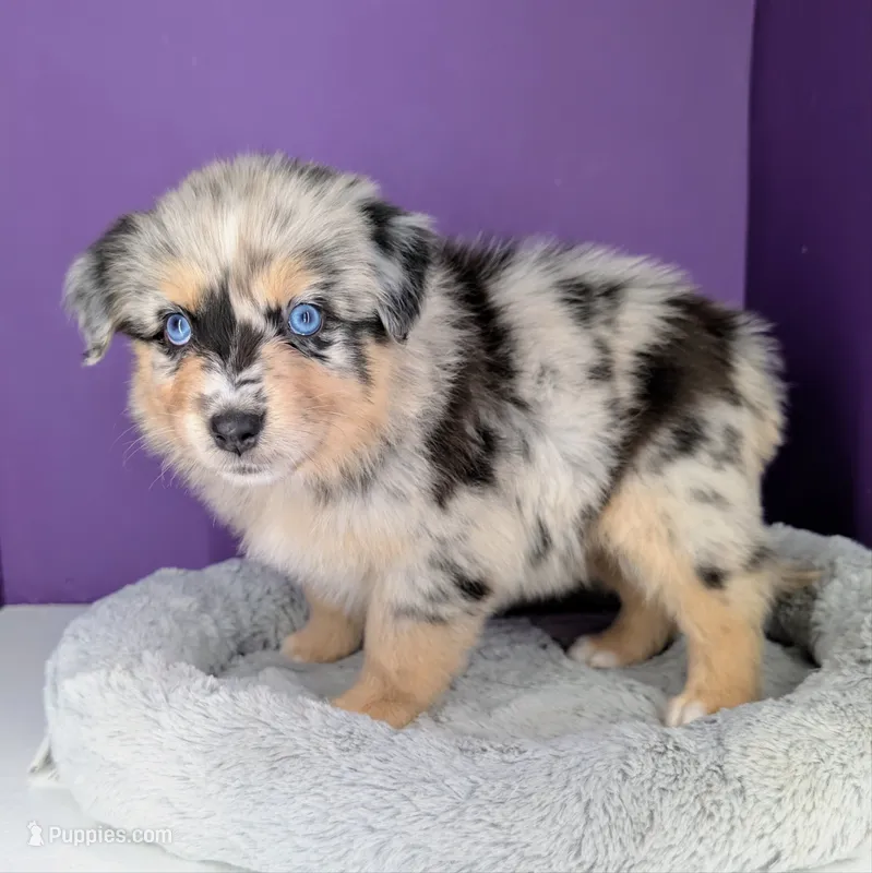 RemiGirl1- BMF, LONG tail, blue eyes 🤞 CHIC-OFA-DNA-AKC Titled Parents – Australian Shepherd puppy on hold in South Hill, VA