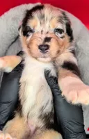 Jasmine3Boy1 BMM+NBT+Blue Eyes🤞 CHIC-OFAs-DNA-AKC titled, a male Australian Shepherd for sale in South Hill, VA – 9 of 10