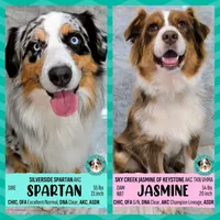 JASMINE + SPARTAN Pups due 6/22/26 JOIN THE WAITLIST!!, a  Australian Shepherd for sale in South Hill, VA – 1 of 10