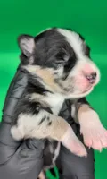 Raven3Girl2- BMF, LONG Tail, OFAs, genetics, blue eyes likely, a female Australian Shepherd for sale in South Hill, VA – Photo 3 of 10