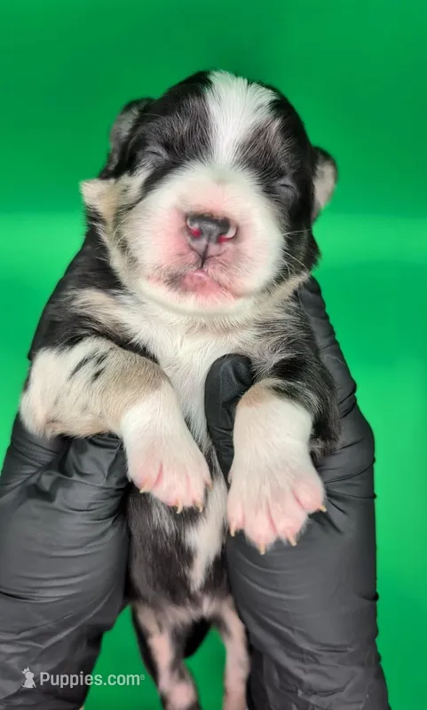 Raven3Girl2- BMF, LONG Tail, OFAs, genetics, blue eyes likely, a female Australian Shepherd for sale in South Hill, VA – Photo 1 of 10