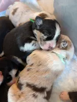 Raven3Girl2- BMF, LONG Tail, OFAs, genetics, blue eyes likely, a female Australian Shepherd for sale in South Hill, VA – Photo 10 of 10