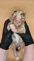 Quinn5Girl2- RMF,LONG tail, blue eyes🤞CHIC-OFA-DNA-AKC Titled Parents, a female Australian Shepherd for sale in South Hill, VA – 3 of 9
