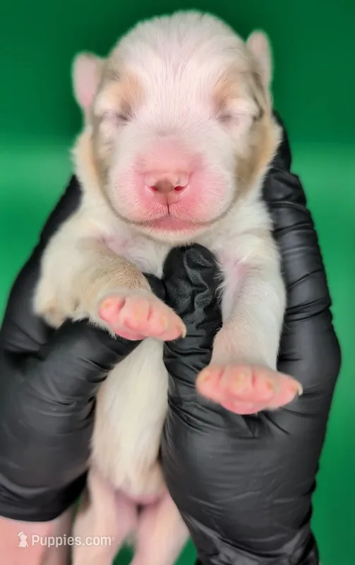 Jasmine3Girl2- RMF,NBT,CHIC/OFAs/DNA/AKC titled, blue eyes likely – Australian Shepherd puppy for sale in South Hill, VA