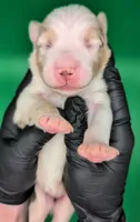 Jasmine3Girl2- RMF,NBT,CHIC/OFAs/DNA/AKC titled, blue eyes likely, a female Australian Shepherd for sale in South Hill, VA – 1 of 8