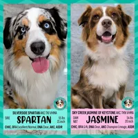 Jasmine3Boy5 RTM+NBT+Blue Eye CHIC-OFAs-DNA-AKC titled parents, a male Australian Shepherd for sale in South Hill, VA – 3 of 10