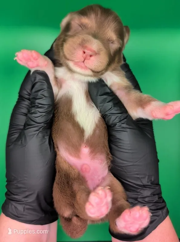 Jasmine3Boy2- RTM,LongTail,CHIC/OFAs/DNA/AKC titled, blue eyes likely – Australian Shepherd puppy for sale in South Hill, VA