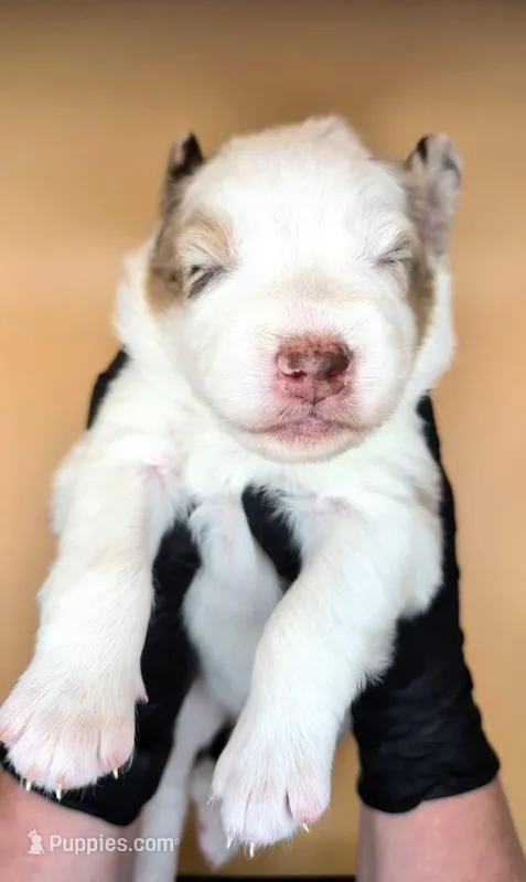 Raven3Girl3- RMF, LONG Tail, OFAs, genetics, blue eyes likely. – Australian Shepherd puppy for sale in South Hill, VA