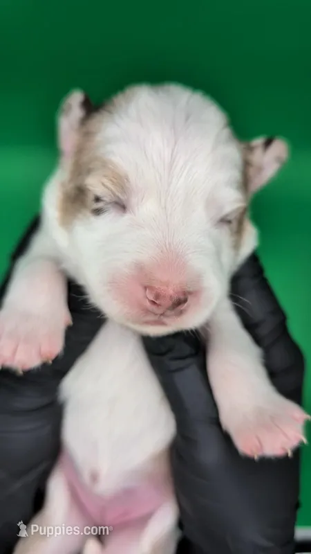 Raven3Girl3- RMF, LONG Tail, OFAs, genetics, blue eyes likely. – Australian Shepherd puppy for sale in South Hill, VA