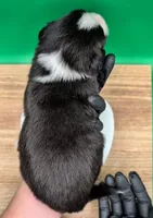 Jasmine3Boy6 BTM+LongTail+BlueEyes🤞 CHIC-OFAs-DNA-AKC titled parents, a male Australian Shepherd for sale in South Hill, VA – 9 of 10