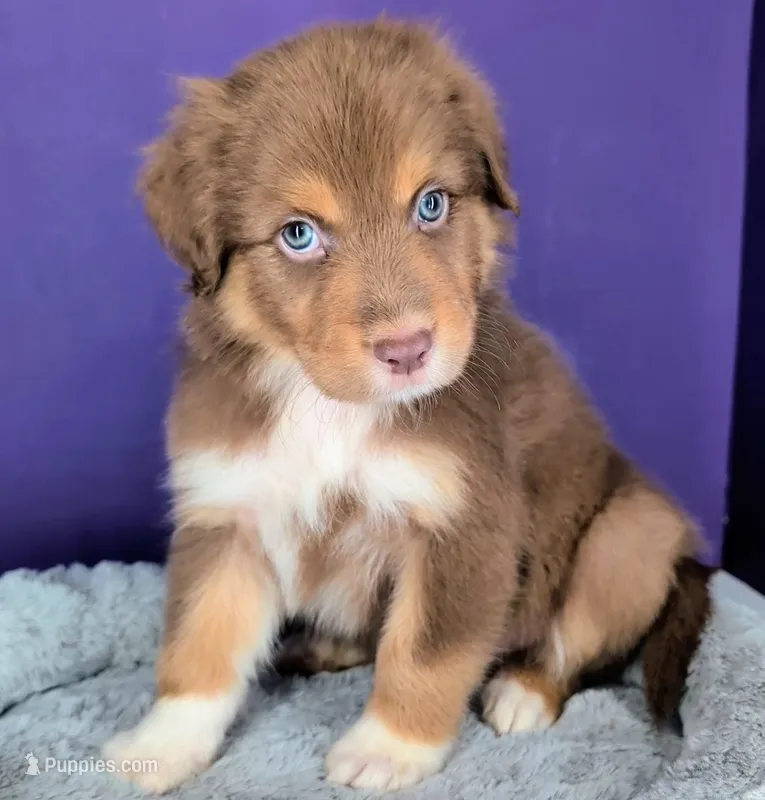 Jasmine3Boy2 RTM+LongTail+Blue Eyes🤞 CHIC-OFAs-DNA-AKC titled – Australian Shepherd puppy for sale in South Hill, VA