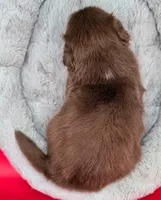 FRED (Jasmine3Boy2) RTM+LongTail+Blue Eyes🤞 CHIC-OFAs-DNA-AKC titled, a male Australian Shepherd for sale in South Hill, VA – 9 of 10