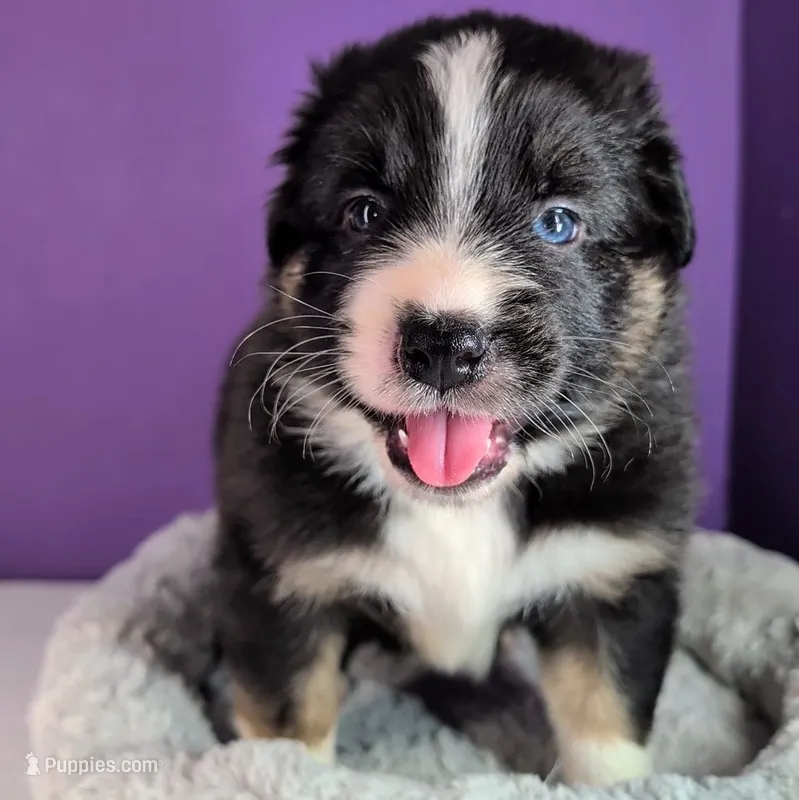 Raven3Boy2- BTM, LONG Tail, OFAs, genetics, blue eyes likely – Australian Shepherd puppy for sale in South Hill, VA