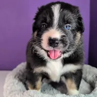 Raven3Boy2- BTM, LONG Tail, OFAs, genetics, blue eyes likely, a male Australian Shepherd for sale in South Hill, VA – 4 of 10