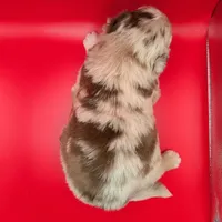 Quinn5Girl1- RMF,LONG tail, blue eyes🤞CHIC-OFA-DNA-AKC Titled Parents, a female Australian Shepherd for sale in South Hill, VA – 7 of 9