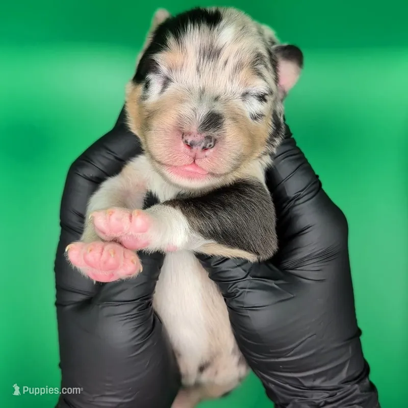 Jasmine3Boy1- BMM,NBT,CHIC/OFAs/DNA/AKC titled, blue eyes likely – Australian Shepherd puppy for sale in South Hill, VA