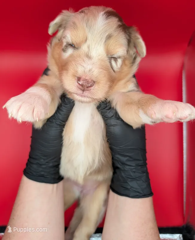 Quinn5Girl1- RMF,LONG tail, blue eyes🤞CHIC-OFA-DNA-AKC Titled Parents – Australian Shepherd puppy for sale in South Hill, VA