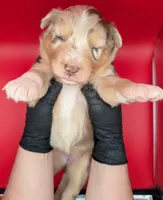 Quinn5Girl1- RMF,LONG tail, blue eyes🤞CHIC-OFA-DNA-AKC Titled Parents, a female Australian Shepherd for sale in South Hill, VA – 1 of 9