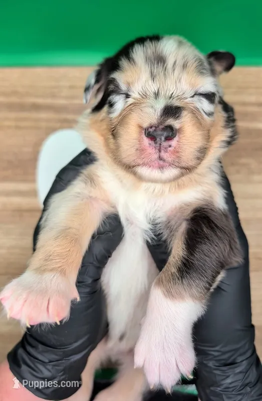 Jasmine3Boy1 BMM+NBT+Blue Eyes🤞 CHIC-OFAs-DNA-AKC titled – Australian Shepherd puppy for sale in South Hill, VA