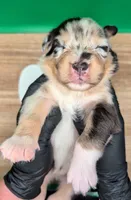 Jasmine3Boy1 BMM+NBT+Blue Eyes🤞 CHIC-OFAs-DNA-AKC titled, a male Australian Shepherd for sale in South Hill, VA – 1 of 10