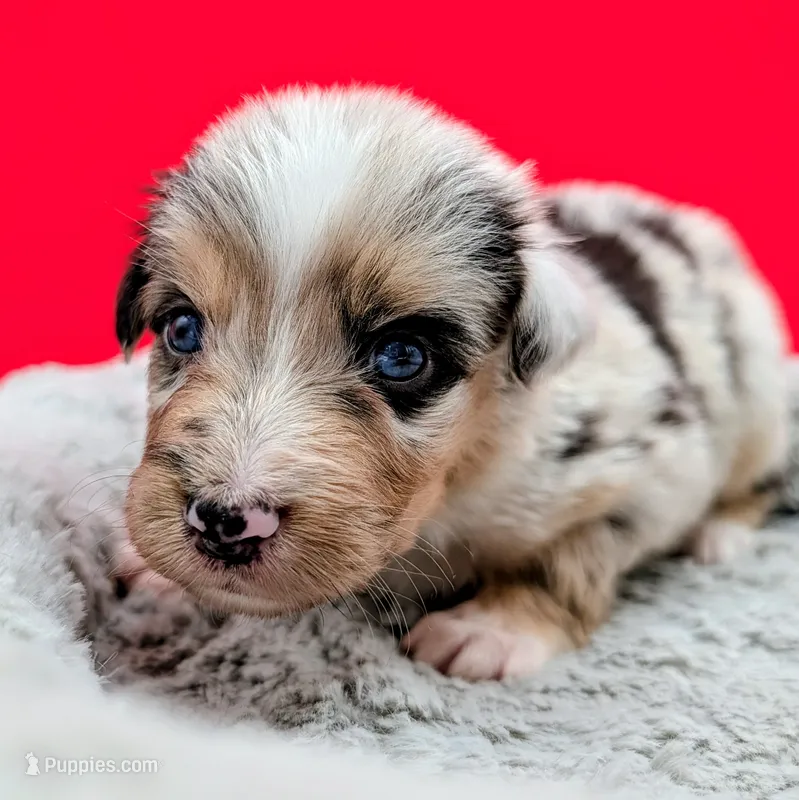 Jasmine3Girl1 BMF+LongTail+Blue Eyes🤞 CHIC-OFAs-DNA-AKC titled – Australian Shepherd puppy for sale in South Hill, VA