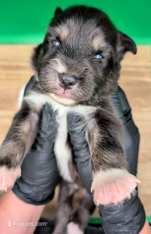 Jasmine3Boy7 BTM+NBT+BlueEyes🤞 CHIC-OFAs-DNA-AKC titled parents – Australian Shepherd puppy for sale in South Hill, VA