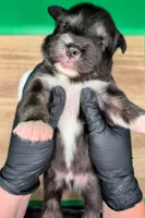 Jasmine3Boy7 BTM+NBT+BlueEyes🤞 CHIC-OFAs-DNA-AKC titled parents, a male Australian Shepherd for sale in South Hill, VA – 9 of 10