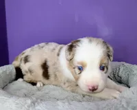 Raven3Girl4- RMF, LONG Tail, OFAs, genetics, blue eyes likely, a female Australian Shepherd for sale in South Hill, VA – 7 of 10